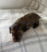 Shaded red , a male Doxiepoo for sale in Warsaw, OH – 2 of 3