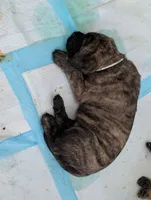 Black, a male English Mastiff for sale in Spanish Fork, UT – 2 of 4