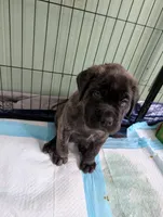 Orange, a female English Mastiff for sale in Spanish Fork, UT – 4 of 4