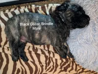 Black, a male English Mastiff for sale in Spanish Fork, UT – 3 of 4