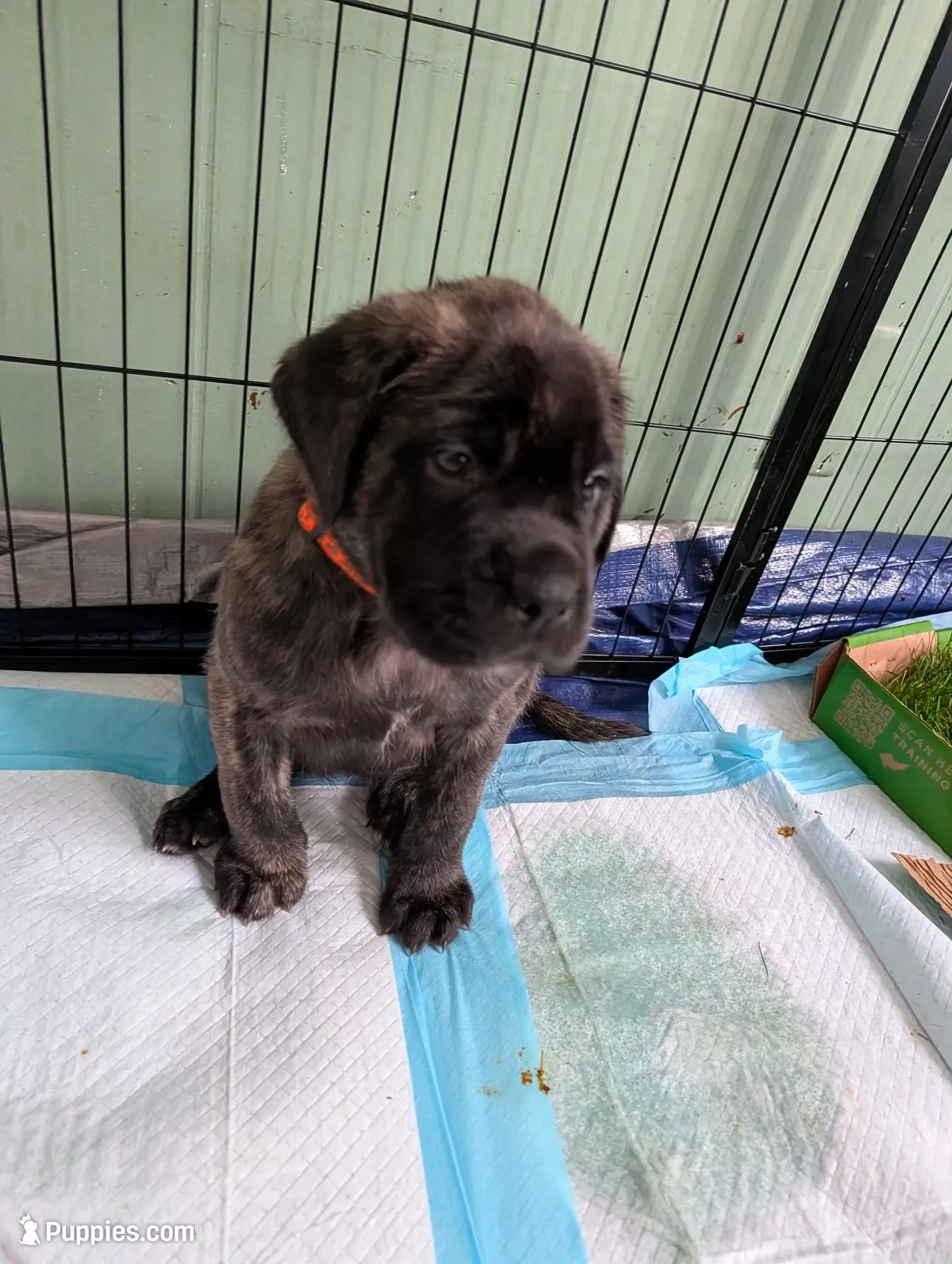 Orange, a female English Mastiff for sale in Spanish Fork, UT – 1 of 4