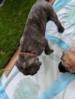 Orange, a female English Mastiff for sale in Spanish Fork, UT – 2 of 2