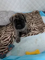 Green, a male English Mastiff for sale in Spanish Fork, UT – 4 of 5