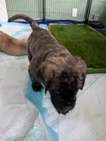 Black, a male English Mastiff for sale in Spanish Fork, UT – 4 of 4