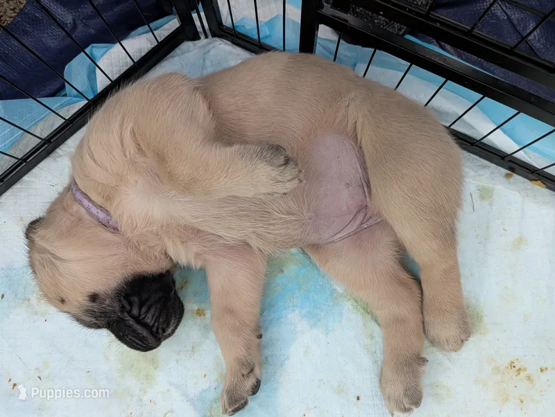 Purple – English Mastiff puppy for sale in Spanish Fork, UT