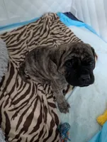 Green, a male English Mastiff for sale in Spanish Fork, UT – 5 of 5
