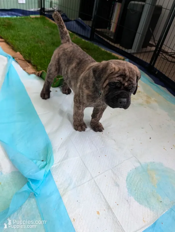 Green – English Mastiff puppy for sale in Spanish Fork, UT