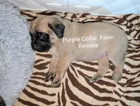 Purple, a female English Mastiff for sale in Spanish Fork, UT – 3 of 5