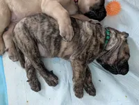 Green, a male English Mastiff for sale in Spanish Fork, UT – 3 of 5