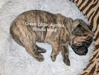 Green, a male English Mastiff for sale in Spanish Fork, UT – 2 of 5