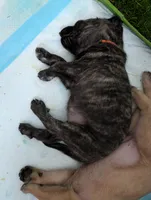 Orange, a female English Mastiff for sale in Spanish Fork, UT – 3 of 4