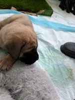 Pink, a female English Mastiff for sale in Spanish Fork, UT – 4 of 4