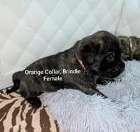 Orange, a female English Mastiff for sale in Spanish Fork, UT – 2 of 4