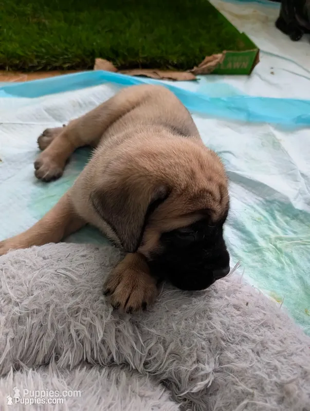 Pink – English Mastiff puppy for sale in Spanish Fork, UT