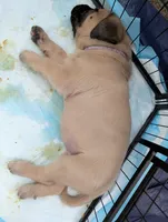 Purple, a female English Mastiff for sale in Spanish Fork, UT – 2 of 5