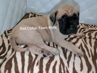 Red, a male English Mastiff for sale in Spanish Fork, UT – 5 of 5