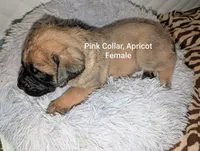Pink, a female English Mastiff for sale in Spanish Fork, UT – 3 of 4