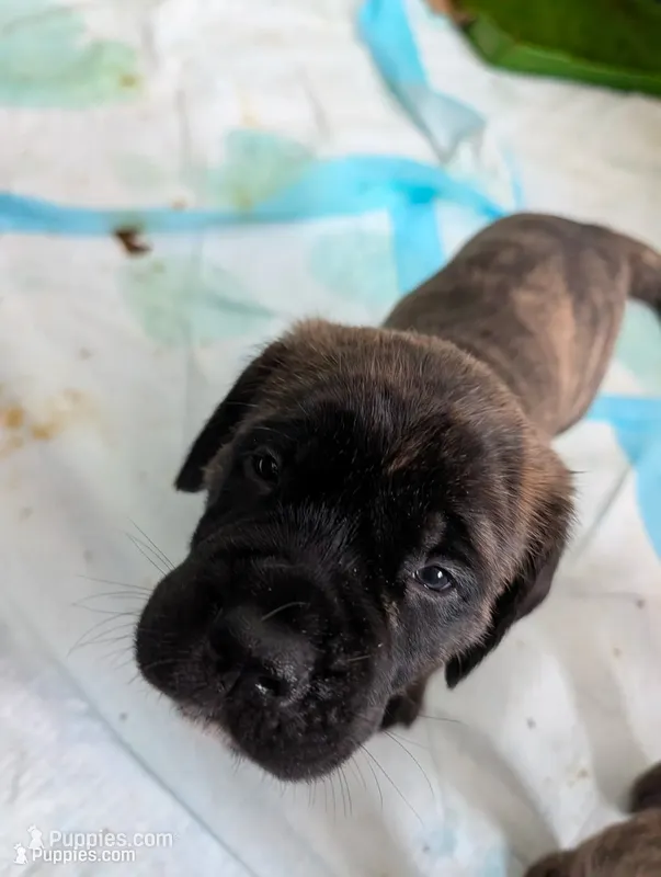 Black – English Mastiff puppy for sale in Spanish Fork, UT
