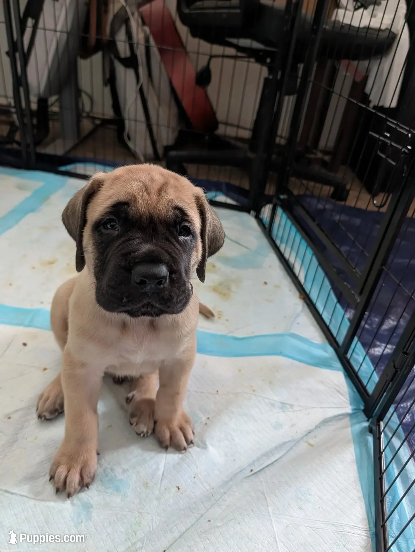 Red, a male English Mastiff for sale in Spanish Fork, UT – 1 of 5