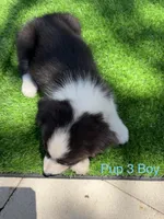 Pup 3, a male Border Collie for sale in Lecanto, FL – 6 of 8