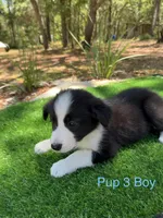 Pup 3, a male Border Collie for sale in Lecanto, FL – 2 of 8