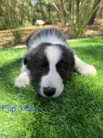 Pup 3, a male Border Collie for sale in Lecanto, FL – 4 of 8