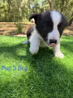 Pup 3, a male Border Collie for sale in Lecanto, FL – 3 of 8