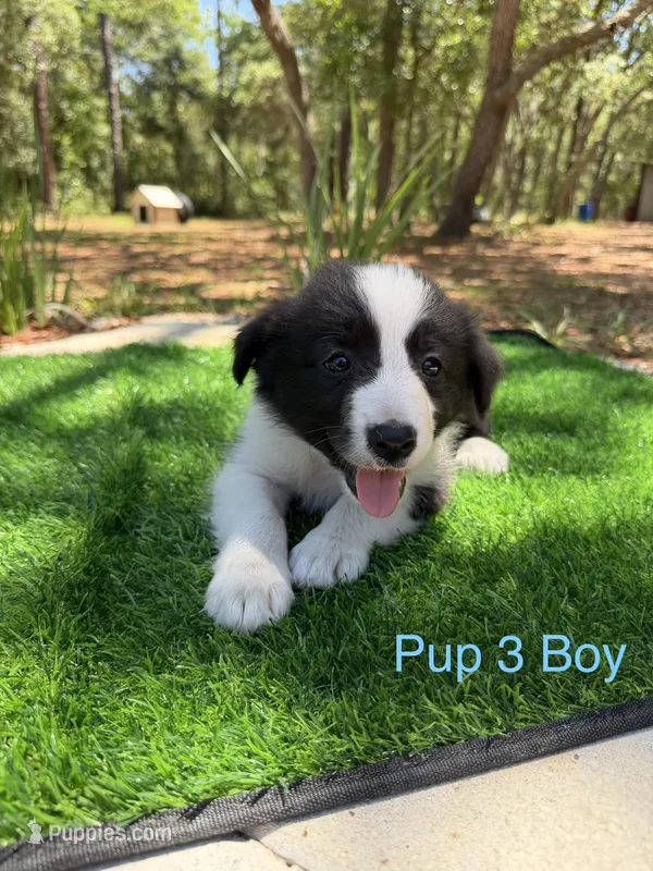 Pup 3 – Border Collie puppy for sale in Lecanto, FL