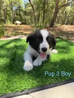 Pup 3, a male Border Collie for sale in Lecanto, FL – 1 of 8