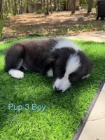 Pup 3, a male Border Collie for sale in Lecanto, FL – 5 of 8