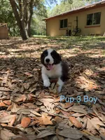 Pup 3, a male Border Collie for sale in Lecanto, FL – 8 of 8