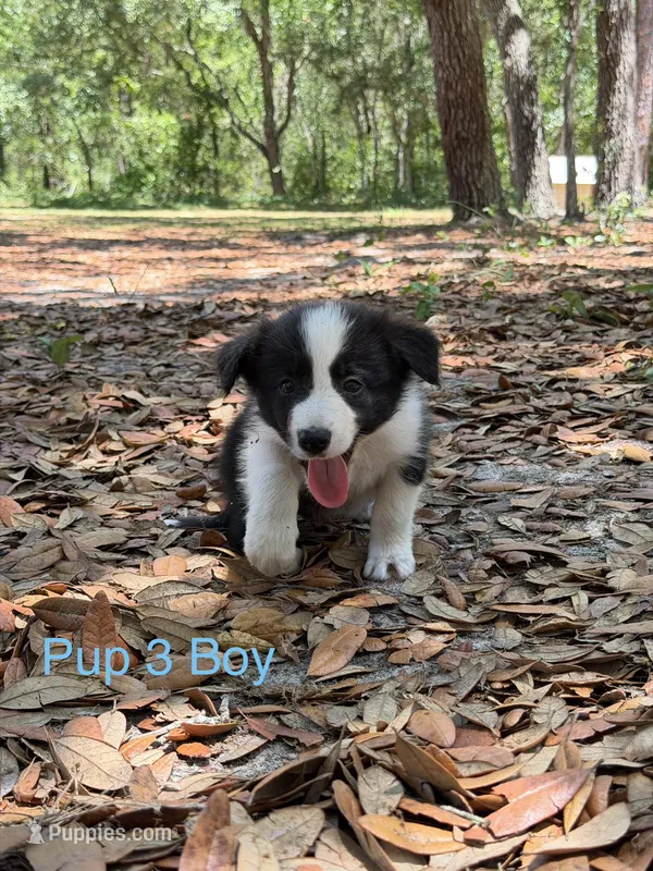 Pup 3 – Border Collie puppy for sale in Lecanto, FL