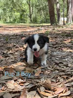Pup 3, a male Border Collie for sale in Lecanto, FL – 7 of 8
