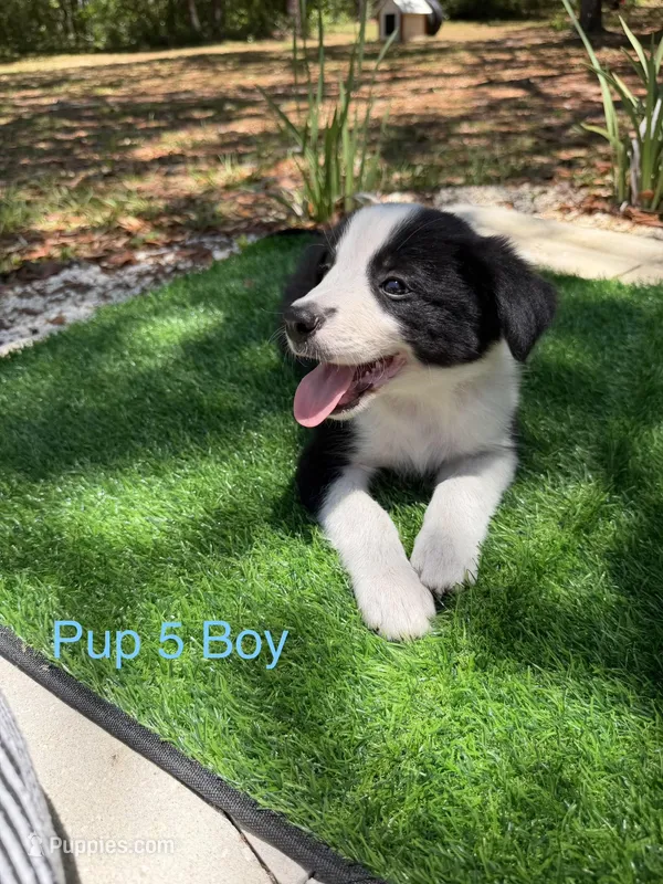 Pup 5  – Border Collie puppy for sale in Lecanto, FL