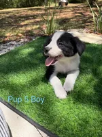 Pup 5 , a male Border Collie for sale in Lecanto, FL – 3 of 9