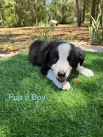 Pup 5 , a male Border Collie for sale in Lecanto, FL – 6 of 9