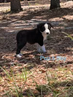Pup 5 , a male Border Collie for sale in Lecanto, FL – 9 of 9