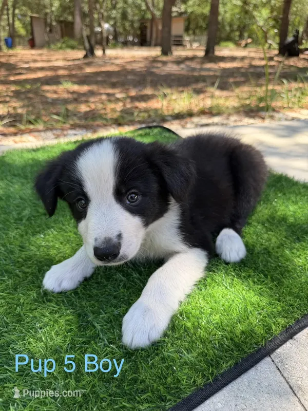 Pup 5  – Border Collie puppy for sale in Lecanto, FL