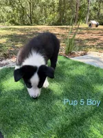 Pup 5 , a male Border Collie for sale in Lecanto, FL – 8 of 9