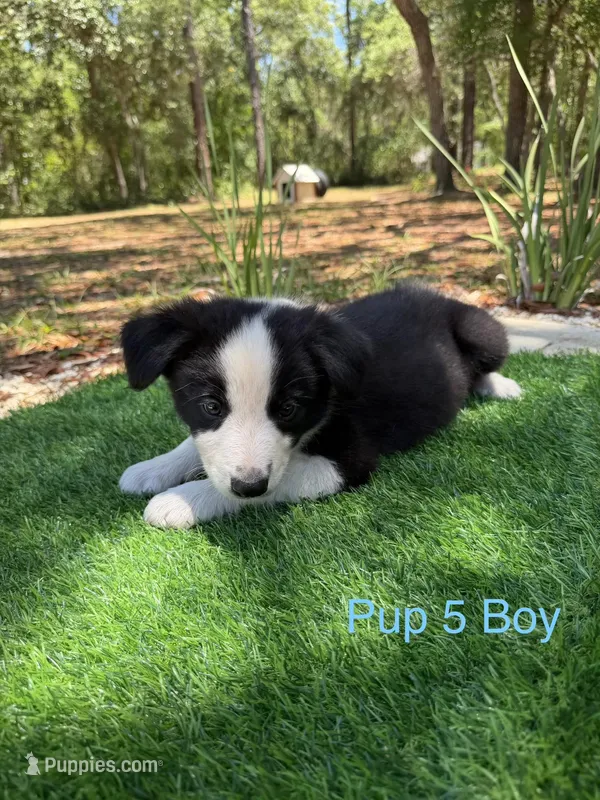 Pup 5  – Border Collie puppy for sale in Lecanto, FL