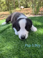Pup 5 , a male Border Collie for sale in Lecanto, FL – 5 of 9