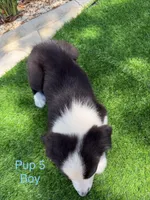 Pup 5 , a male Border Collie for sale in Lecanto, FL – 4 of 9