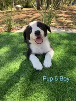 Pup 5 , a male Border Collie for sale in Lecanto, FL – 2 of 9