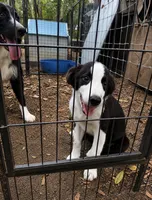 Pup 5 , a male Border Collie for sale in Lecanto, FL – 3 of 7