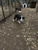 Pup 5 , a male Border Collie for sale in Lecanto, FL – 4 of 7