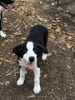 Pup 5 , a male Border Collie for sale in Lecanto, FL – 2 of 7