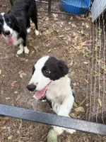 Pup 5 , a male Border Collie for sale in Lecanto, FL – 5 of 7
