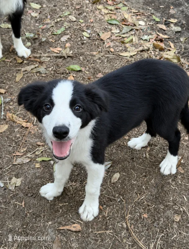 Pup 5  – Border Collie puppy for sale in Lecanto, FL