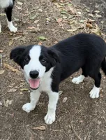 Pup 5 , a male Border Collie for sale in Lecanto, FL – 1 of 7