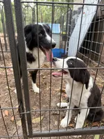 Pup 5 , a male Border Collie for sale in Lecanto, FL – 6 of 7
